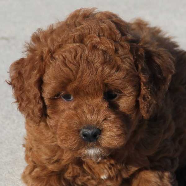 F1b mini goldendoodle puppy