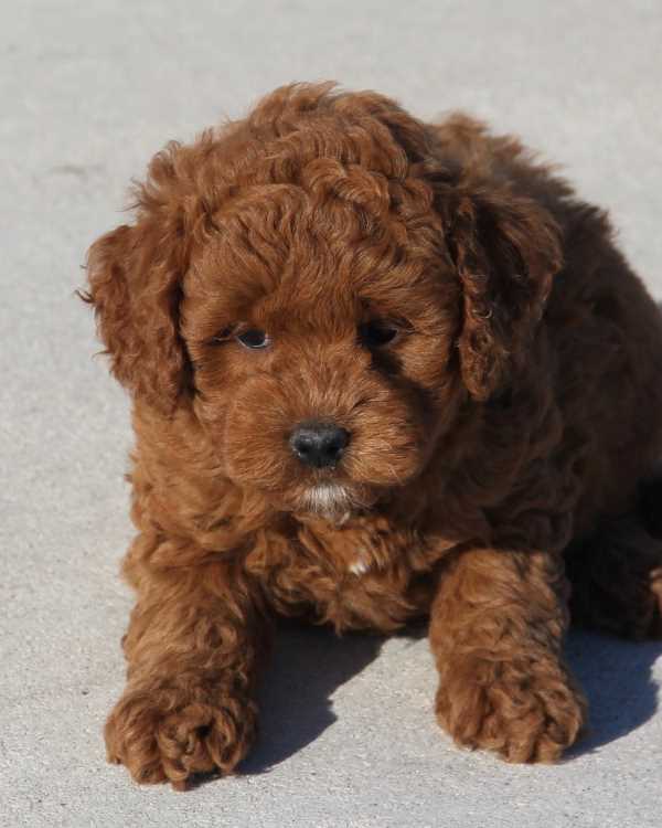 red f1b mini goldendoodle puppy