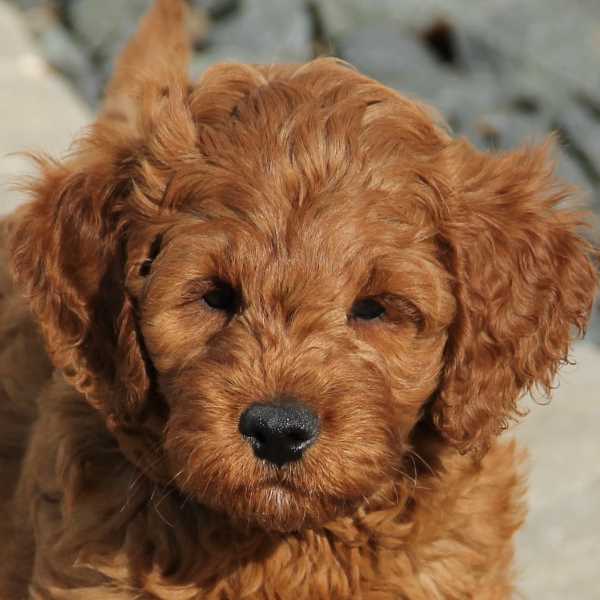 irish f1b mini goldendoodle puppy