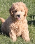 sizzle mini goldendoodle