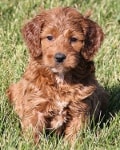 broken stripe mini goldendoodle puppy