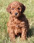 nosy mini goldendoodle