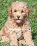 lou mini goldendoodle