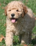 moe mini goldendoodle