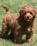 how am I mini goldendoodle