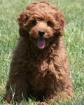 ruby mini goldendoodle