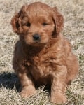 shy mini goldendoodle