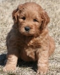 bashful mini goldendoodle