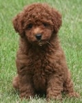 dark as fire miniature goldendoodle