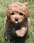 shake mini goldendoodle