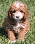 spotty miniature goldendoodle