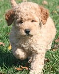 blonde mini goldendoodle puppy