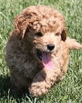 light golden mini goldendoodle puppy