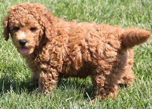 10 50 Lb Mini Goldendoodle Puppies Red Irish Colors