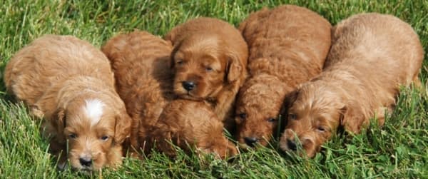 mini goldendoodle puppies for sale