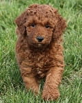 red mini goldendoodle