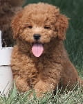 happy mini goldendoodle puppy