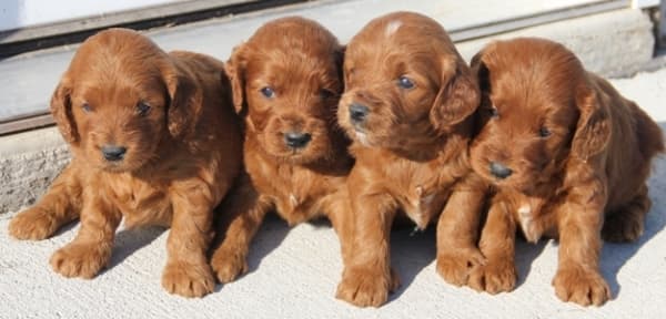 10 50 Lb Mini Goldendoodle Puppies Red Irish Colors