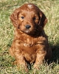 Irish mini goldendoodle puppy