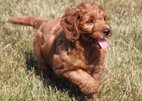 Irish mini goldendoodle puppy