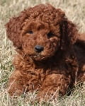 red moyen poodle puppy