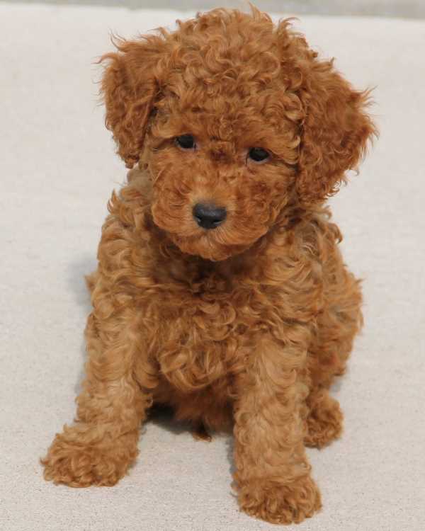 medium golden multigen mini goldendoodle puppy